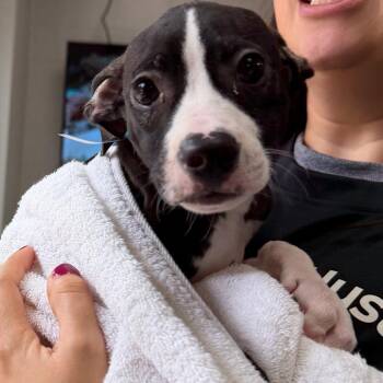 QT -  Mixed Breed Dog for Adoption in Walker, Michigan - QT | PetCurious