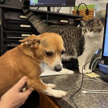 Yoda -  Chihuahua and Mixed Breed Dog Available for Adoption in Erie, Pennsylvania - Yoda | PetCurious