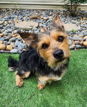 Yorkshire Terrier Dogs Available for Adoption in Pelzer, South Carolina - Rascal | PetCurious