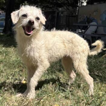 Sunny Bunny -  Terrier Dog for Adoption in Oakland, California - Sunny Bunny | PetCurious