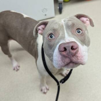 Bruno -  Pit Bull Terrier Dog for Adoption in Evansville, Indiana - Bruno | PetCurious