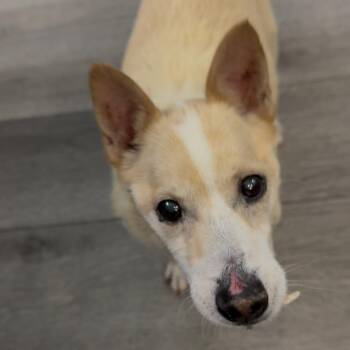 Pumba -  Chihuahua and Mixed Breed Dog for Adoption in Loxahatchee Groves, Florida - Pumba | PetCurious