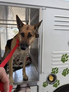 German Shepherd Dog Dogs Available for Adoption in Thousand Oaks, California - Daisy - URGENT AND AT RISK | PetCurious