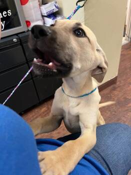 Black Mouth Cur and Mixed Breed Dogs Available for Adoption in Greenville, Texas - Dog Kennel #2 | PetCurious
