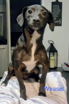 Chiweenie Dogs Available for Adoption in Fairfield, New Jersey - Weasel | PetCurious