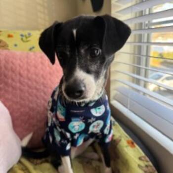 Brutus -  Chihuahua and Mixed Breed Dog for Adoption in Chattanooga, Tennessee - Brutus | PetCurious