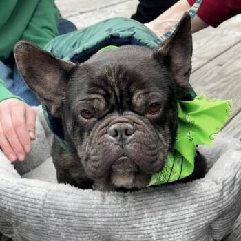 French Bulldog Dogs Available for Adoption - Stitch | PetCurious