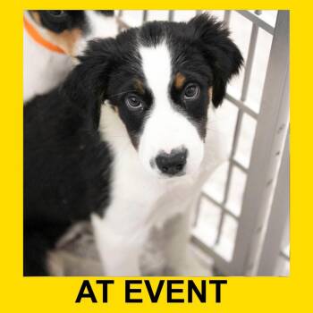 Marvel (JN26-32) -  Black Labrador Retriever and Mixed Breed Dog for Adoption in Peyton, Colorado - Marvel (JN26-32) | PetCurious