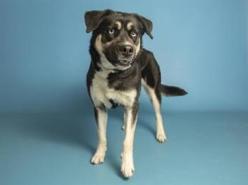 Siberian Husky and Mixed Breed Dogs Available for Adoption - LILLY | PetCurious