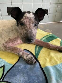 Labrador Retriever and Mixed Breed Dogs Available for Adoption in Corpus Christi, Texas - LORETTA LYNN | PetCurious