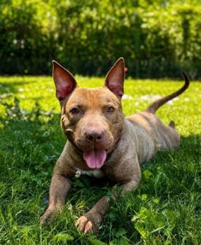 Ajax -  Mixed Breed Dog for Adoption in West Chester, Pennsylvania - Ajax | PetCurious