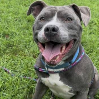Rescue Pit Bull Terrier Dogs for Adoption in Derwood, Maryland - Zero | PetCurious