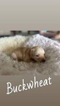 Buckwheat -  Chihuahua Dog for Adoption in Labelle, Florida - Buckwheat | PetCurious