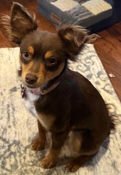 Chihuahua and Miniature Pinscher Dogs Available for Adoption - Dezi | PetCurious