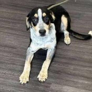 Rescue Bluetick Coonhound Dogs for Adoption in Riverside, Iowa - Tony | PetCurious