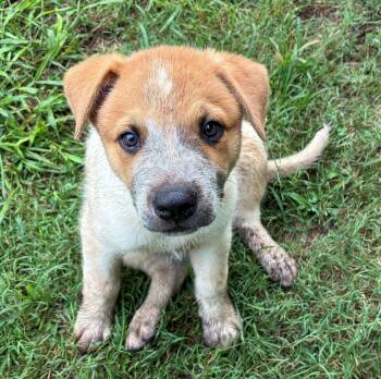 Sorghum -  Cattle Dog Dog for Adoption in Albany, New York - Sorghum | PetCurious