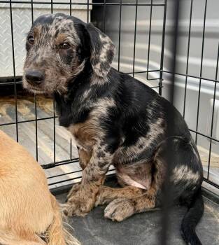 Miniature Poodle and Catahoula Leopard Dog Dogs Available for Adoption in New Baltimore, Michigan - Saba | PetCurious