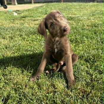 Poodle Dogs Available for Adoption in Lexington, Kentucky - River | PetCurious
