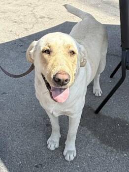 ETHAN -  Labrador Retriever Dog for Adoption in San Bernardino, California - ETHAN | PetCurious