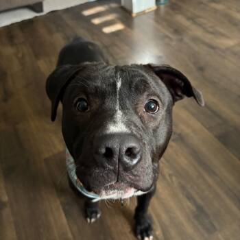 Mixed Breed Dogs Available for Adoption in Alabaster, Alabama - Gator (Hogan)-In Foster | PetCurious