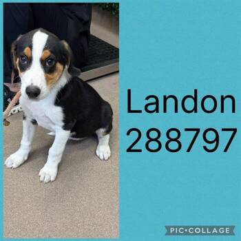 LANDON -  Mixed Breed Dog for Adoption in Macon, Georgia - LANDON | PetCurious