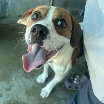 Granola -  Beagle and Mixed Breed Dog for Adoption in Edinburg, Texas - Granola | PetCurious