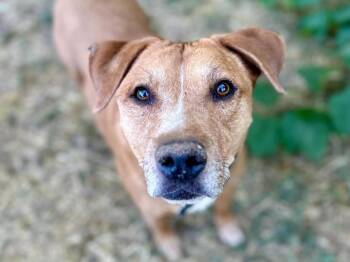 Rescue Staffordshire Bull Terrier and Beagle Dogs for Adoption in Salt Lake City, Utah - Cooper | PetCurious