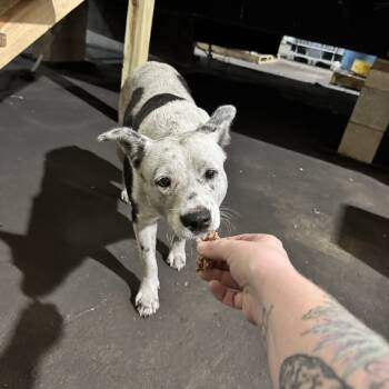 Rescue Pit Bull Terrier and Mixed Breed Dogs for Adoption in Livingston, Texas - Millie | PetCurious