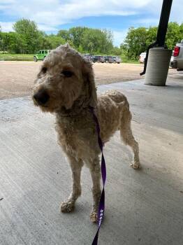 Mandy -  Goldendoodle Dog for Adoption in Morris, Minnesota - Mandy | PetCurious