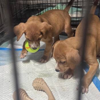 Mixed Breed Dogs Available for Adoption - Maverick | PetCurious