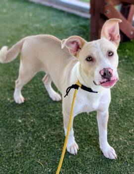 KC26-102 -  Cattle Dog Dog for Adoption in Ridgecrest, California - KC26-102 | PetCurious