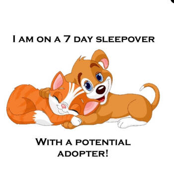 Rescue Boxer and Labrador Retriever Dogs for Adoption in Lebanon, Tennessee - Itza D25-200 | PetCurious