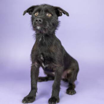 Nibbet -  Wirehaired Terrier and Mixed Breed Dog for Adoption in Portland, Oregon - Nibbet | PetCurious