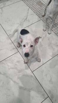 Dexter -  Terrier Dog for Adoption in Parker, Colorado - Dexter | PetCurious
