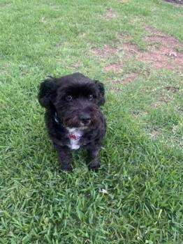 Poodle and Mixed Breed Dogs Available for Adoption in Fort Worth, Texas - Shelby | PetCurious