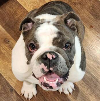 English Bulldog Dogs Available for Adoption in Mead, Colorado - Maxwell | PetCurious