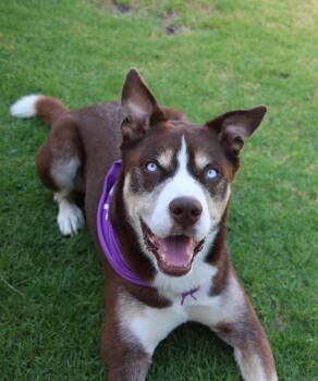 Rio -  Shepherd Dog for Adoption in Santa Monica, California - Rio | PetCurious
