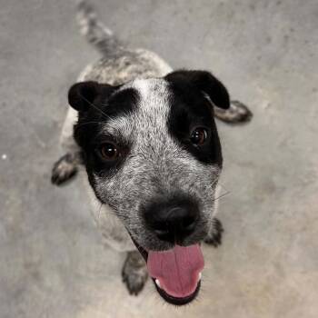 Arya -  Australian Cattle Dog Blue Heeler Dog for Adoption in Manchester, Tennessee - Arya | PetCurious