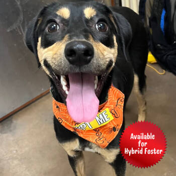 Rescue Beagle and Coonhound Dogs for Adoption in Las Vegas, Nevada - Ringo | PetCurious