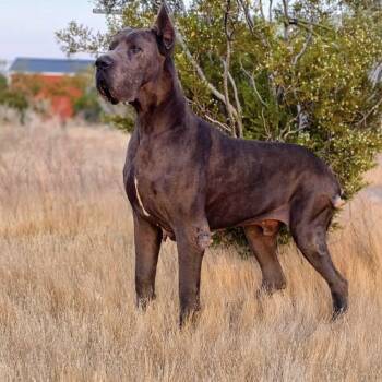 Great Dane Dogs Available for Adoption in Tehachapi, California - Romeo | PetCurious