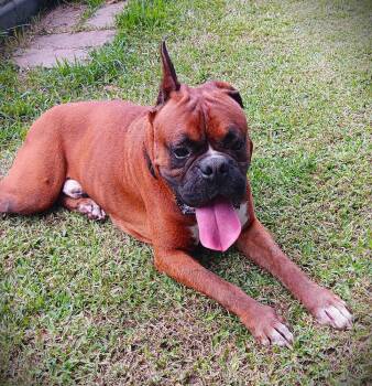 Junior VII -  Boxer Dog for Adoption in Hewitt, Texas - Junior VII | PetCurious