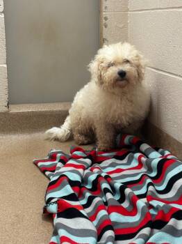 Cadbury -  Poodle Dog for Adoption in Lima, Ohio - Cadbury | PetCurious
