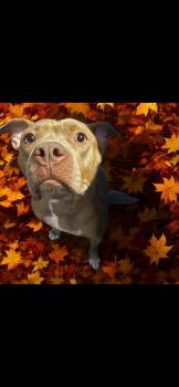 Rescue American Staffordshire Terrier Dogs for Adoption in Greensburg, Pennsylvania - Jade | PetCurious