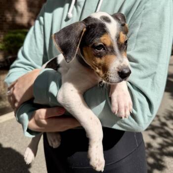 Whizzy - The Tiny LoveBug -  Labrador Retriever and Basset Hound Dog for Adoption in Carolina, Carolina - Whizzy - The Tiny LoveBug | PetCurious