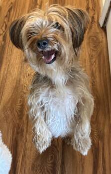 Coco -  Yorkshire Terrier Dog for Adoption in Ooltewah, Tennessee - Coco | PetCurious
