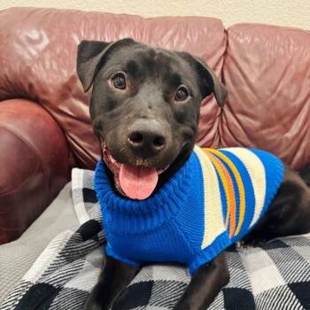 Labrador Retriever and Pit Bull Terrier Dogs Available for Adoption - Buzz Lightyear To Infinity And Your Heart | PetCurious