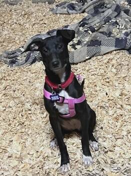 Labrador Retriever Dogs Available for Adoption - Belmont | PetCurious