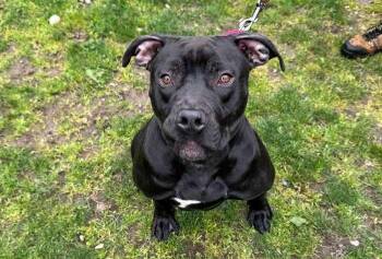 Pit Bull Terrier Dogs Available for Adoption in Coupeville, Washington - Sawyer | PetCurious