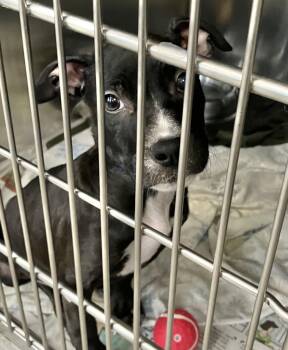 Bobby -  Mixed Breed Dog for Adoption in Parma, Ohio - Bobby | PetCurious