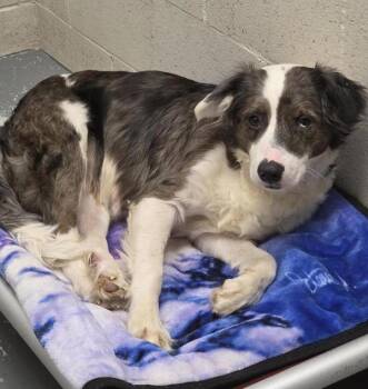 Border Collie Dogs Available for Adoption - Maggie | PetCurious